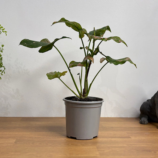 Syngonium Pink Margarita 105mm
