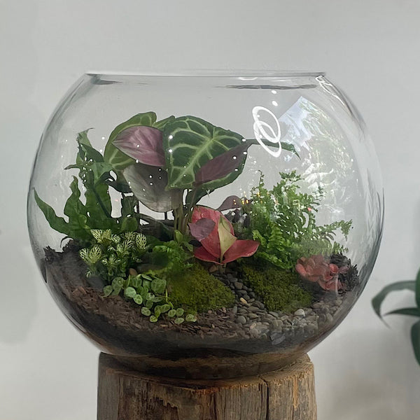 Lush Forest Terrarium Bowl #1312