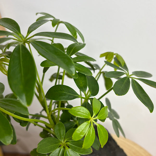 Schefflera Life on the Rocks in Charcoal Pot