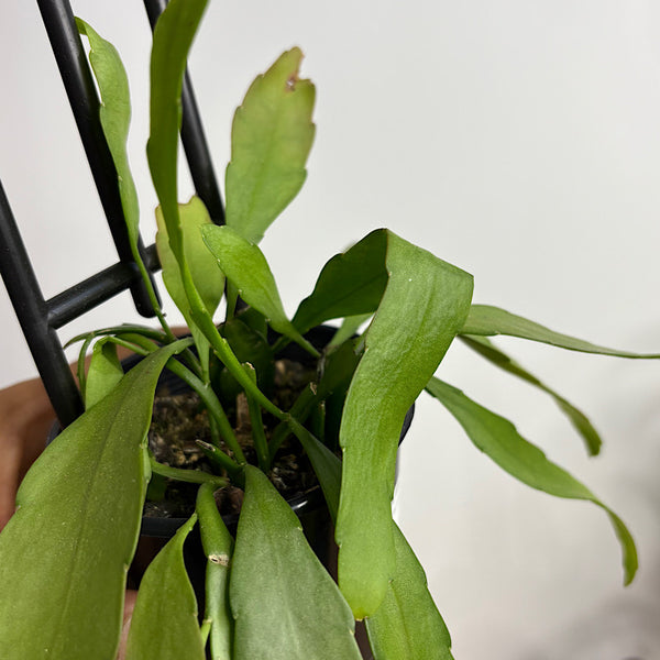 Rhipsalis Ramulosa 80mm