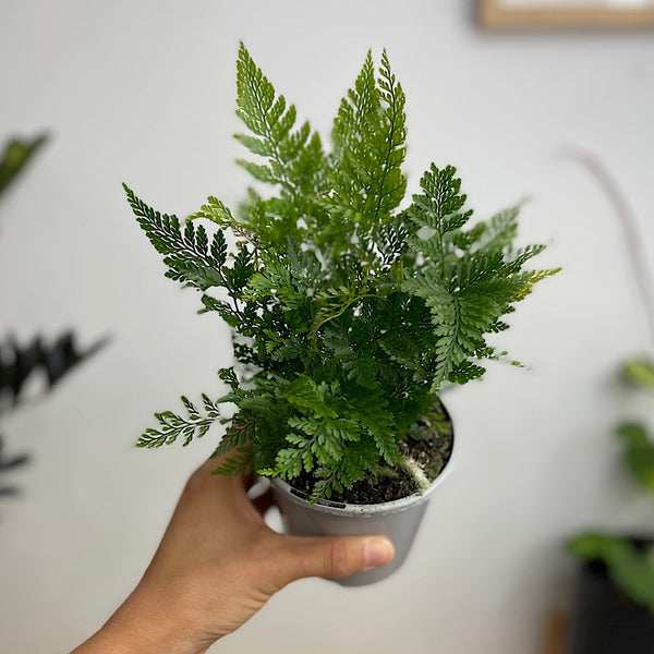 Rabbits Foot Fern 105mm