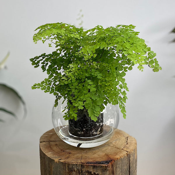 Maidenhair Fern in Medium Self Watering Glass Pot