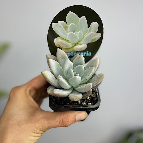 Graptoveria Opalina 65mm