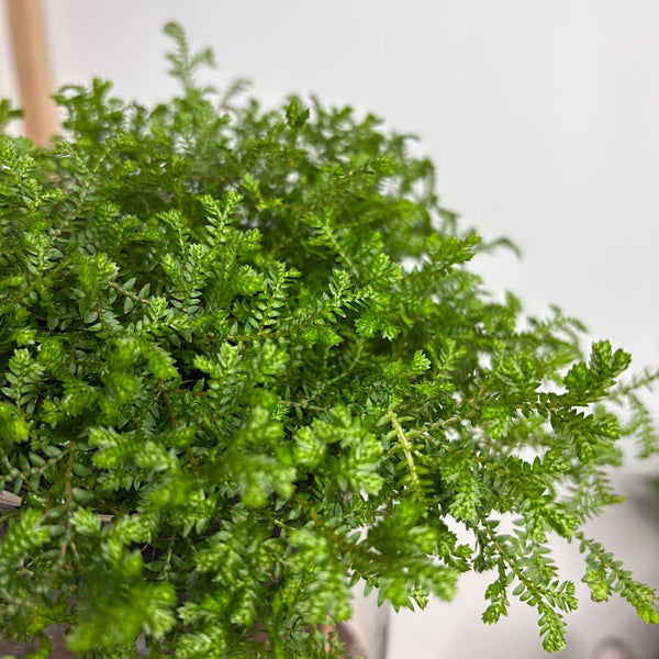 Club Moss in Large Self Watering Glass Pot