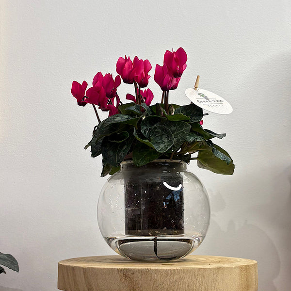 Cyclamen Bright Pink in Medium Self Watering Glass Pot