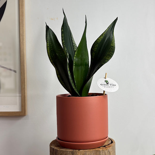 Sansevieria Snake Plant in Medium Oslo Pot Sienna