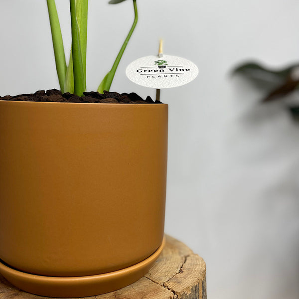Monstera Deliciosa 'Tauerii' in Medium Oslo Pot Cinnamon