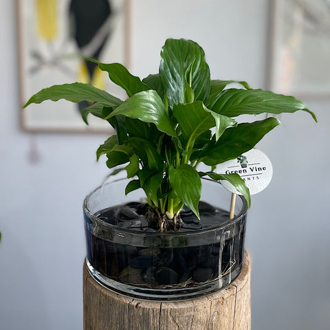 Peace Lily in Hydro Glass Squat Cylinder Vase
