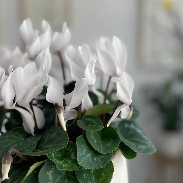 Cyclamen White in Alena Pot White