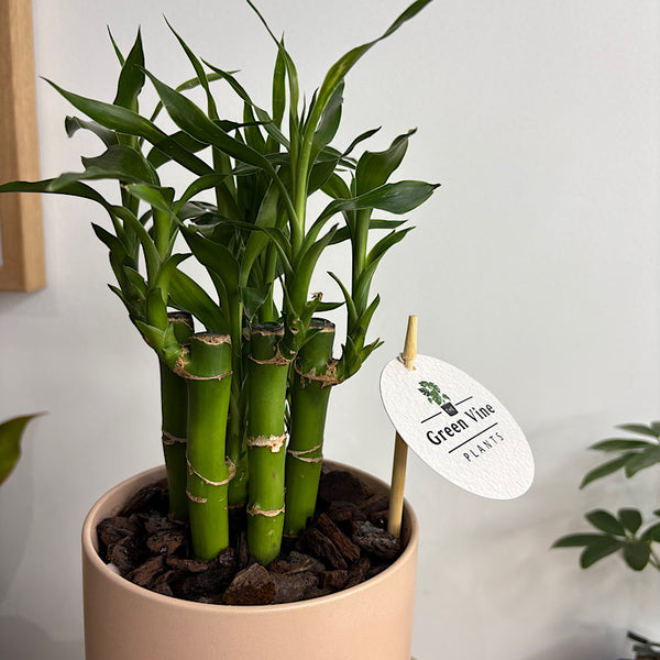 Lucky Bamboo in Small Oslo Pot Peach Pink
