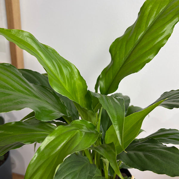 Peace Lily in Small Oslo Pot Black