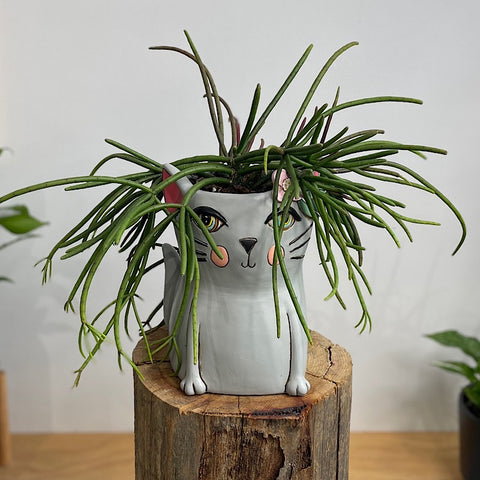 Rhipsalis in Grey Pretty Kitty Pot