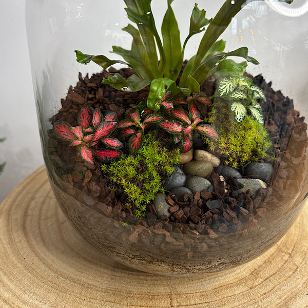 Fern & Fittonia Medium Frida Terrarium