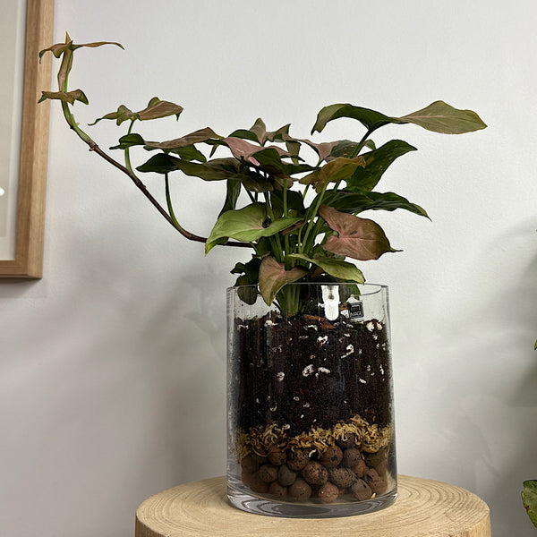 Syngonium Pink Splash in Glass Cylinder