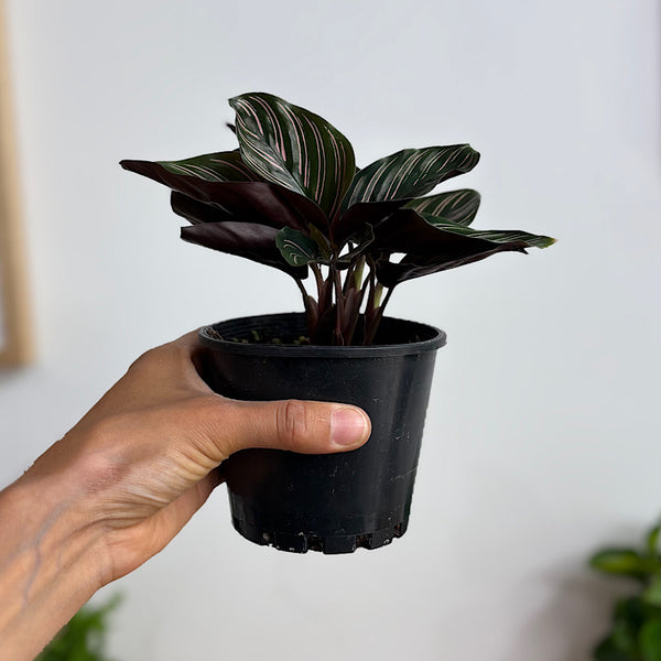 Calathea Ornata Pinstripe 100mm