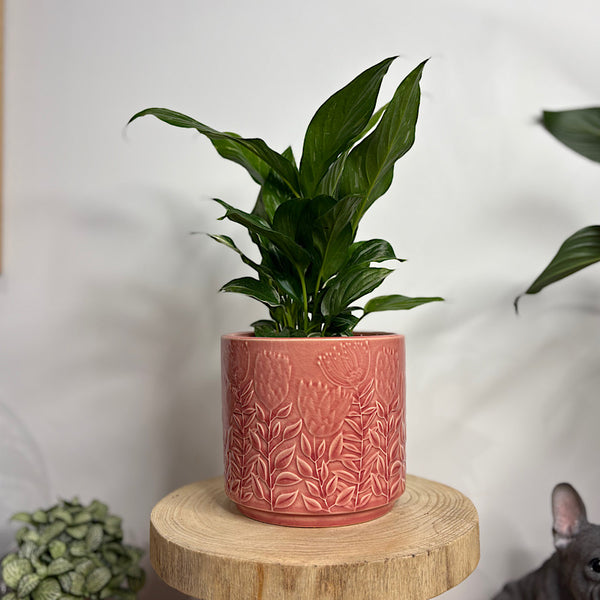Domino Peace Lily in Protea Pot Pink