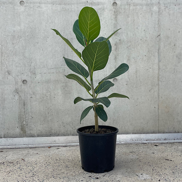 Ficus Benghalensis Audrey 200mm