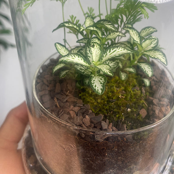 Enclosed Small Dome Terrarium