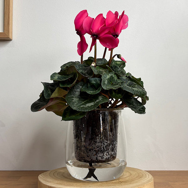 Cyclamen Neon Pink in Large Self Watering Glass Pot