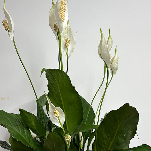 Peace Lily in Large Orbit Pot Oatmeal