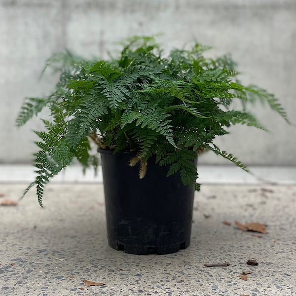 Humata Tyermanii White Rabbit Foot Fern 200mm