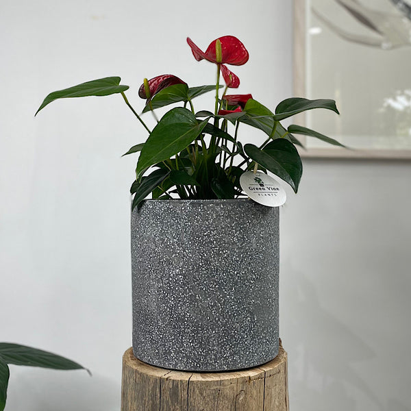 Anthurium Flamingo Flower Red in Cylinder Pot Black Terrazzo