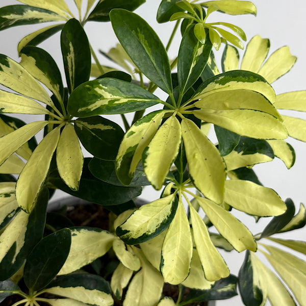 Schefflera Arboricola Variegated Madame De Smet 170mm