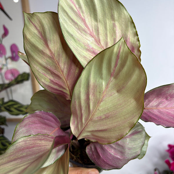 Calathea Silver Plate 100mm