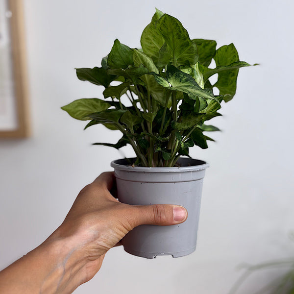 Syngonium White Butterfly 105mm