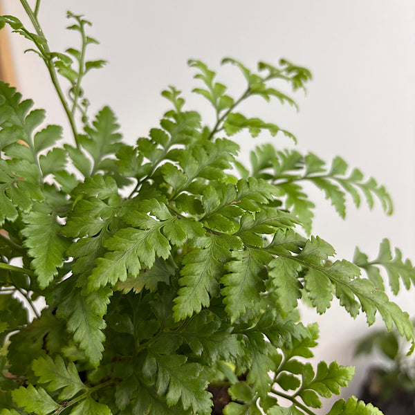 Rumohra Adiantiformis Leather Fern 120mm