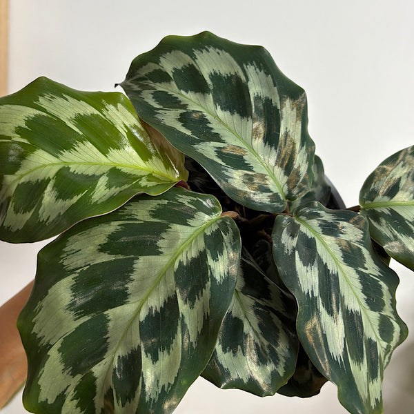 Calathea Helen Kennedy 130mm