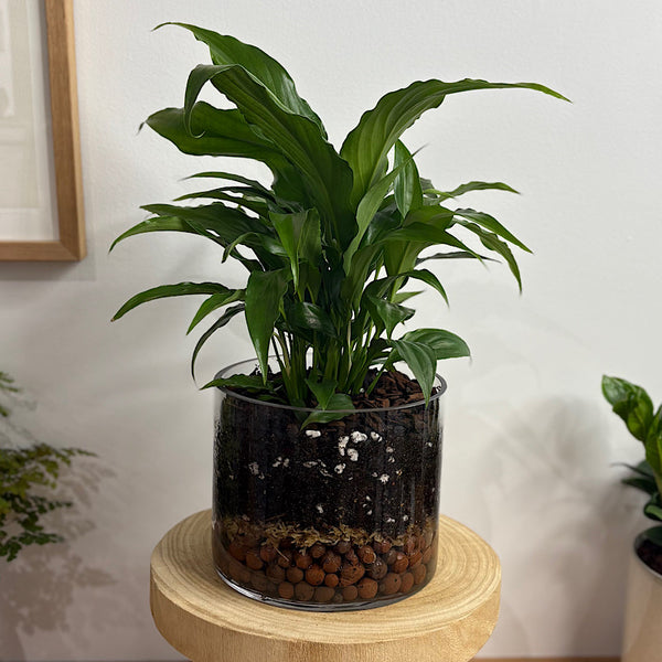 Peace Lily in Medium Squat Glass Cylinder