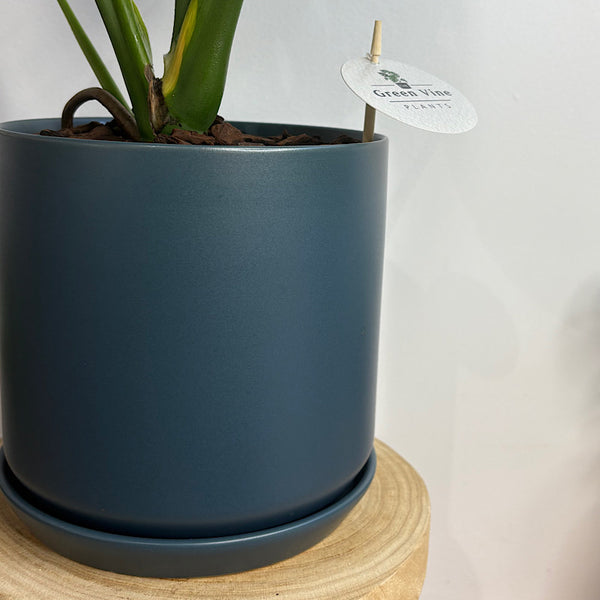 Monstera Deliciosa in Large Oslo Pot Navy
