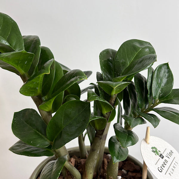 Zenzi Zanzibar Gem in Small Orbit Pot Jade