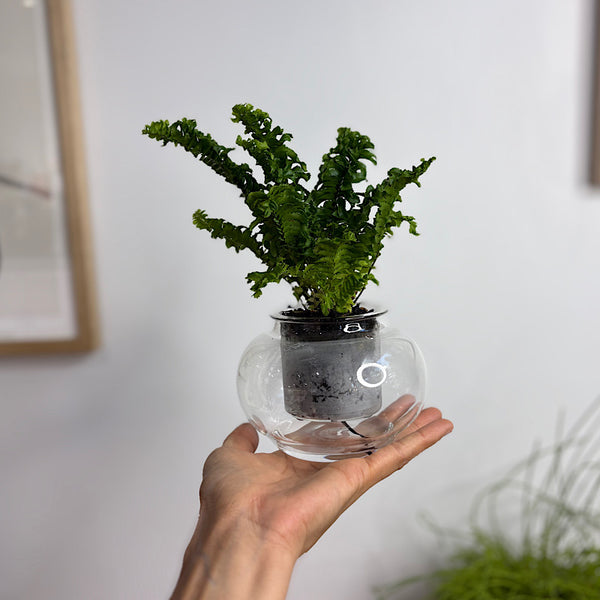 Fern in Small Self Watering Glass Pot
