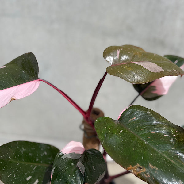 Philodendron Pink Princess 200mm Totem