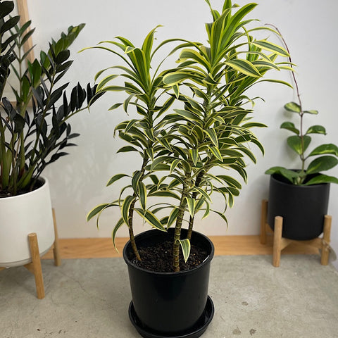 Dracaena Reflexa Song of India 200mm