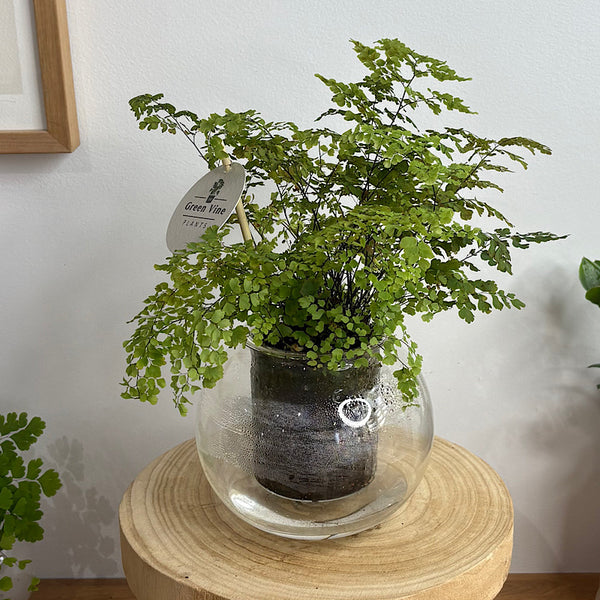 Maidenhair Fern in Medium Self Watering Glass Pot