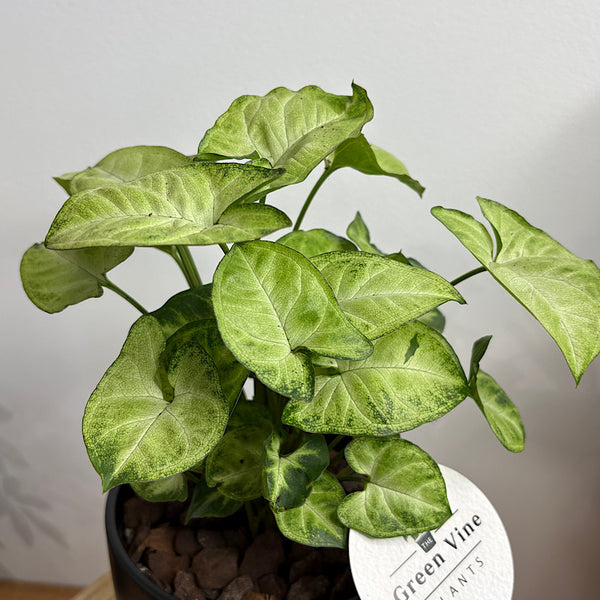 Syngonium White Butterfly in Small Stockholm Pot Black