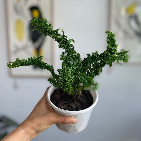 Nephrolepis Emina Fern 130mm