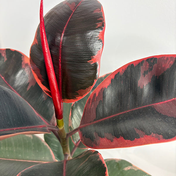 Ficus Ruby in Large Gerti Pot Cookies & Cream
