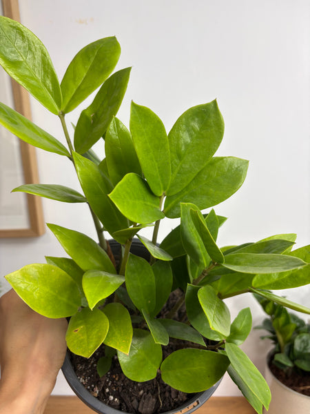Zamioculcas Zamiifolia Zanzibar Gem 180mm