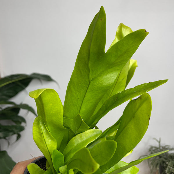 Microsorum Green Flame Fern 100mm