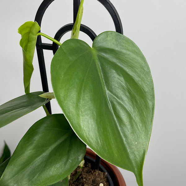 Heart Leaf Philodendron in Berlin Pot Brick