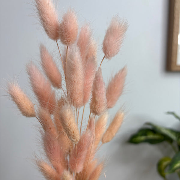 Preserved Bunny Tails