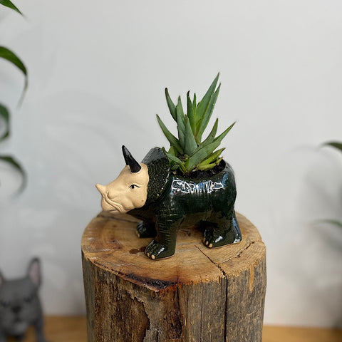 Aloe in Dinosaur Planter Pot Green