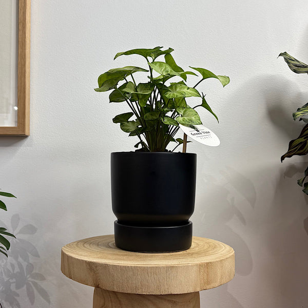 Syngonium White Butterfly in Small Stockholm Pot Black