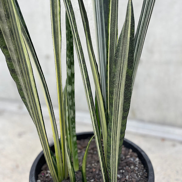 Sansevieria Bantel Sensation 300mm