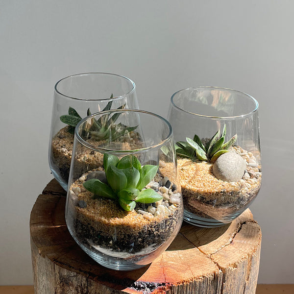 Small Open Haworthia Terrarium