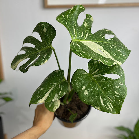 Monstera Thai Constellation Variegated 150mm